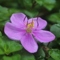 <i>Heterotis rotundifolia</i>  (Sm.) Jacq.-F  l.